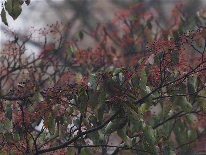 AJn,Brown-headed Thrush